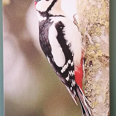 Woodpecker View Tatil Evi